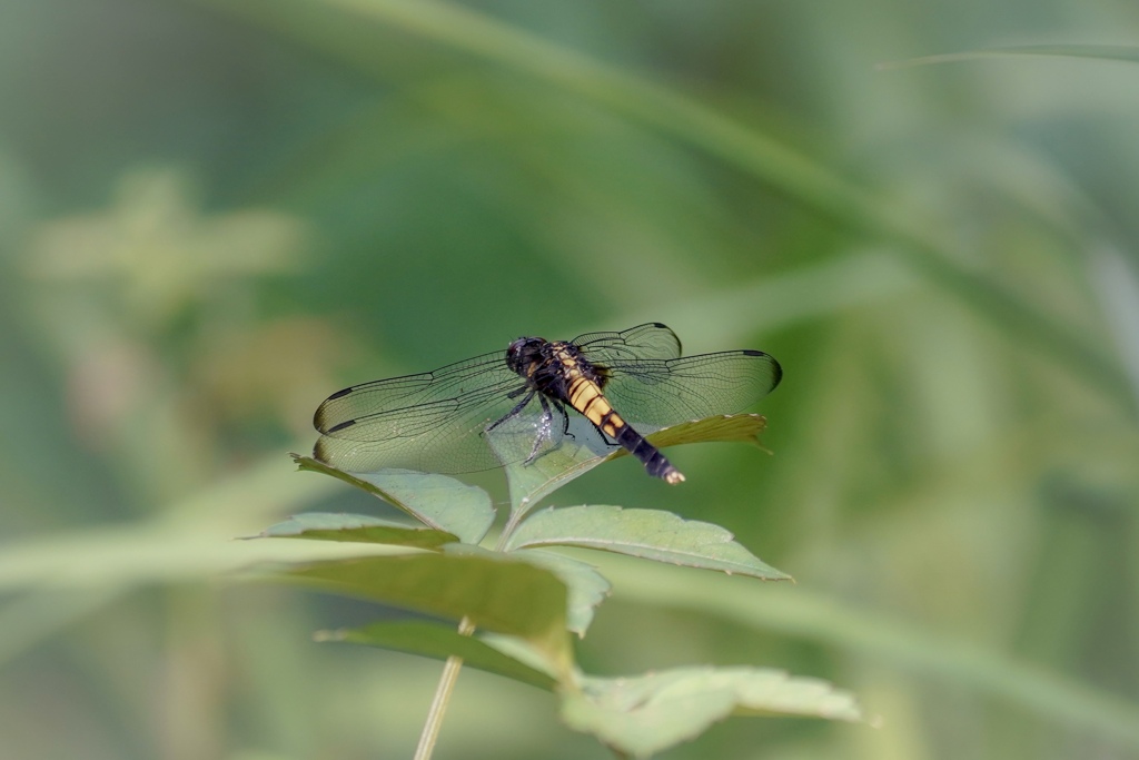 トンボです。٩(^‿^)۶