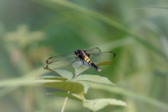 トンボです。٩(^‿^)۶