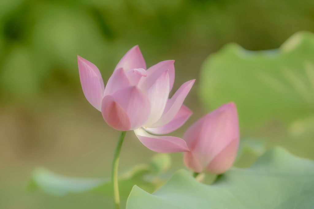 ハスの花＊∂