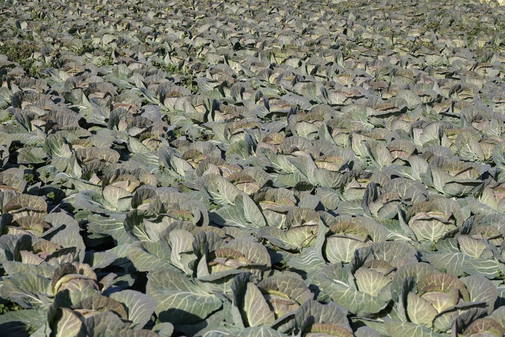 キャベツ畑
