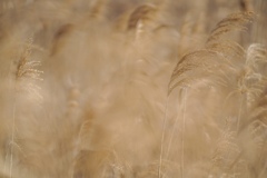 そよ風吹く冬の日