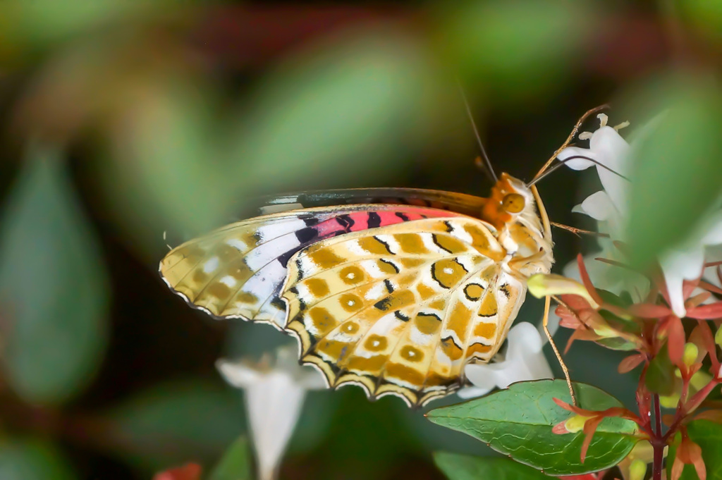 チラメイクの女の子