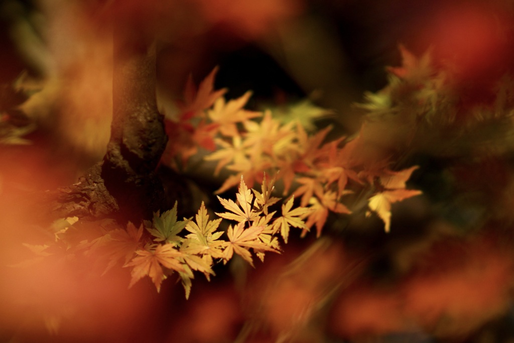 いろどりもみじ