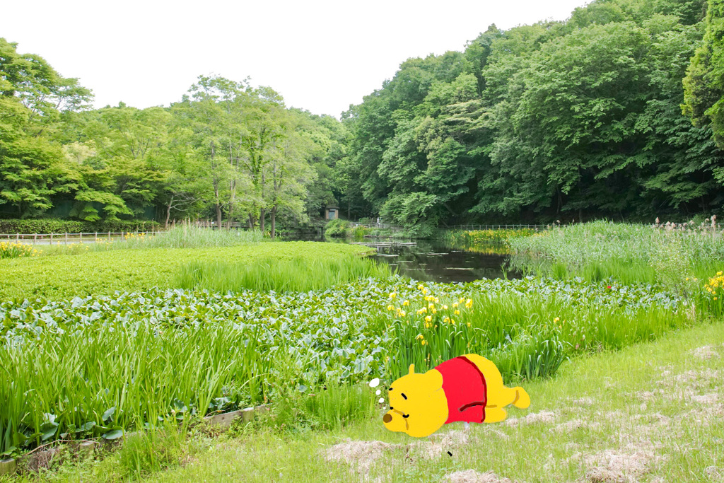森のくまさん