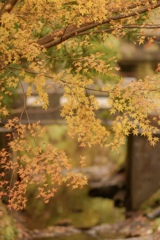 北鎌倉のお散歩