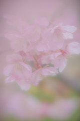 ゆるふわさくら