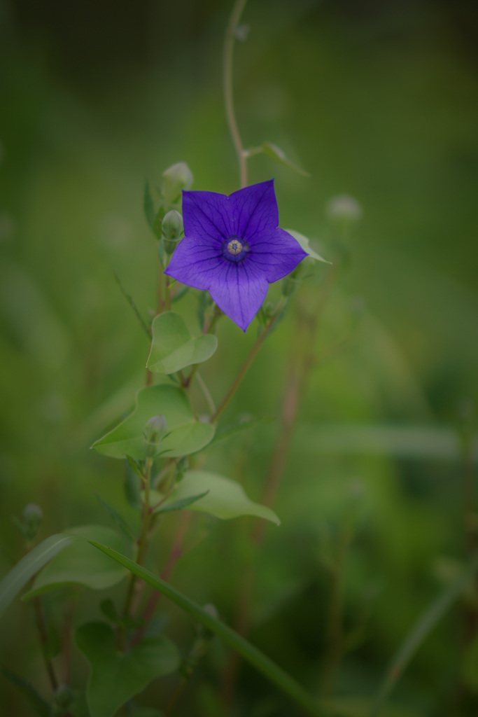 帰郷　けっぱれ❕