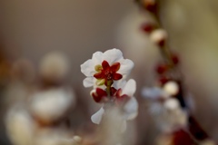 もうひとつの花 もうひとつの花