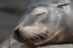 幸せのお鼻