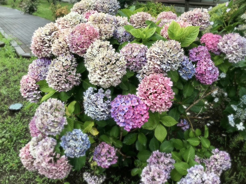 枯.彩.花
