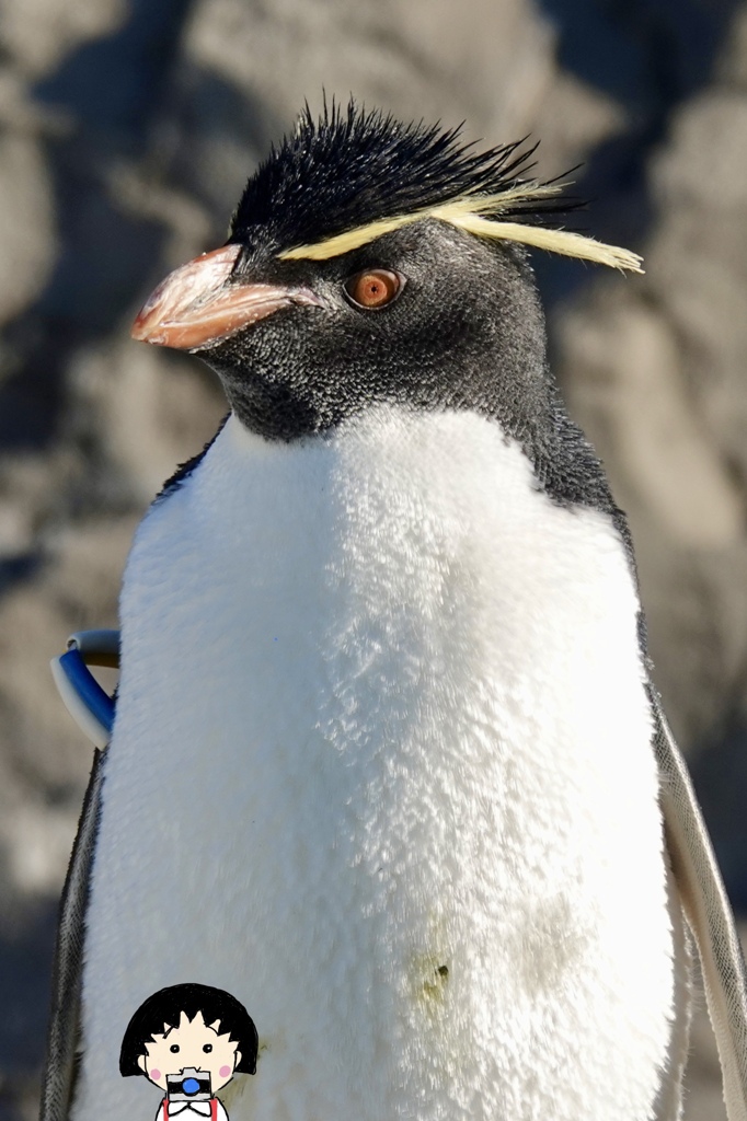 ペンギン(๑˃̵ᴗ˂̵)