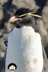 ペンギン(๑˃̵ᴗ˂̵)