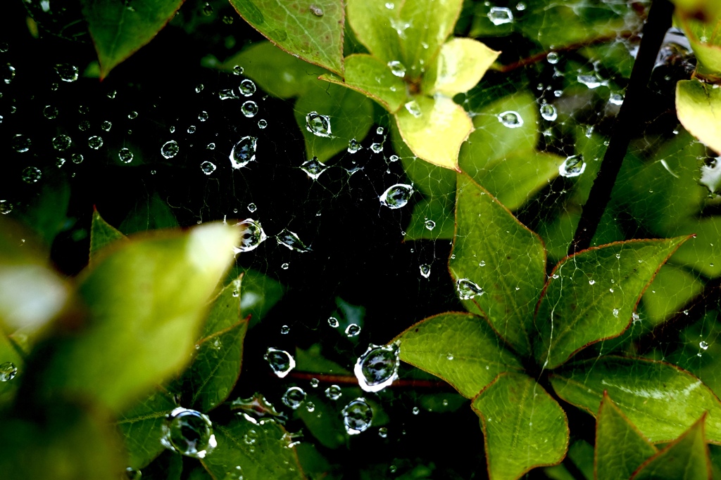 水玉が宇宙に行った（╹◡╹）