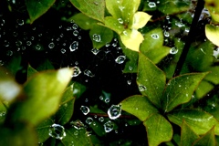 水玉が宇宙に行った(╹◡╹)