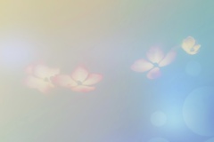 不思議の国のマーミー