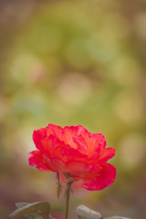 薔薇