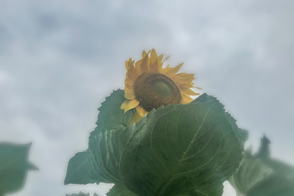 風雲のひまわり