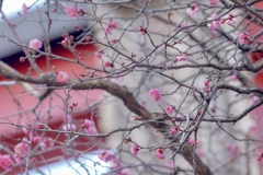 梅が咲いた(╹◡╹)