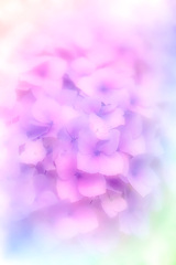 『紫陽花』