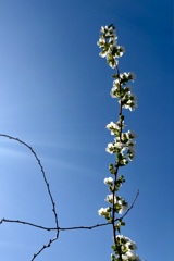 春空へとどけ！