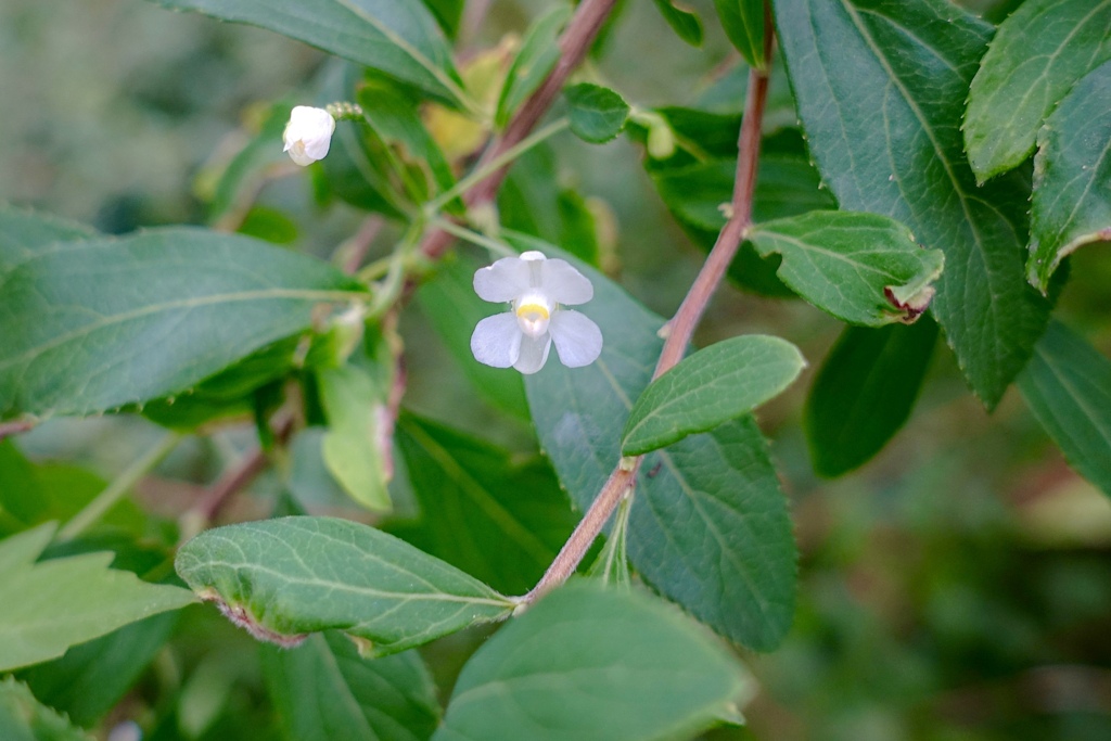 フウセンカズラの花