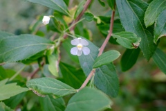 フウセンカズラの花