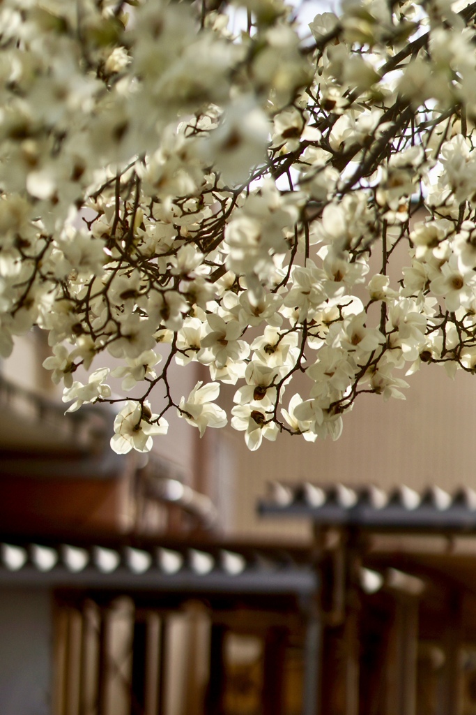 春の花フェス　学校