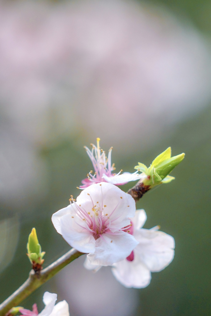 春の花フェス　あんず♡