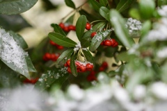 雪だ(╹◡╹)♡