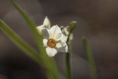 恥ずかしがり屋さん