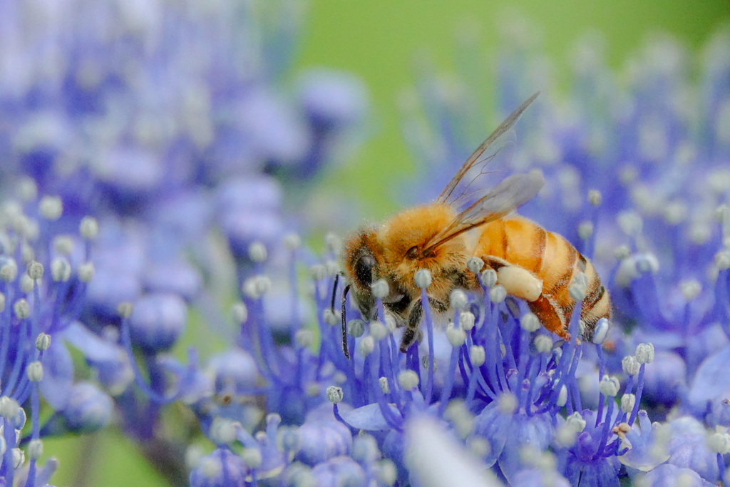 あぶないよ（╹◡╹）