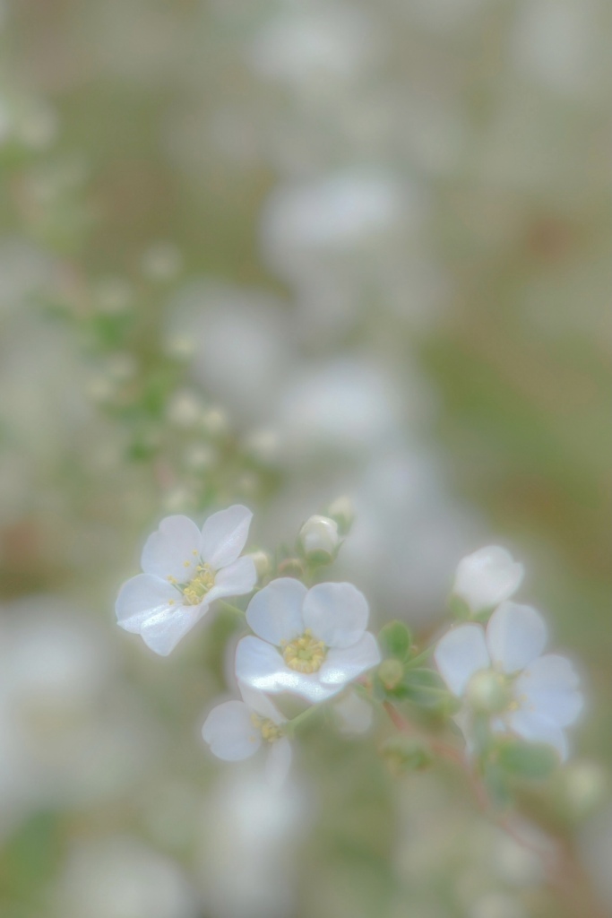 春の日の雪の花