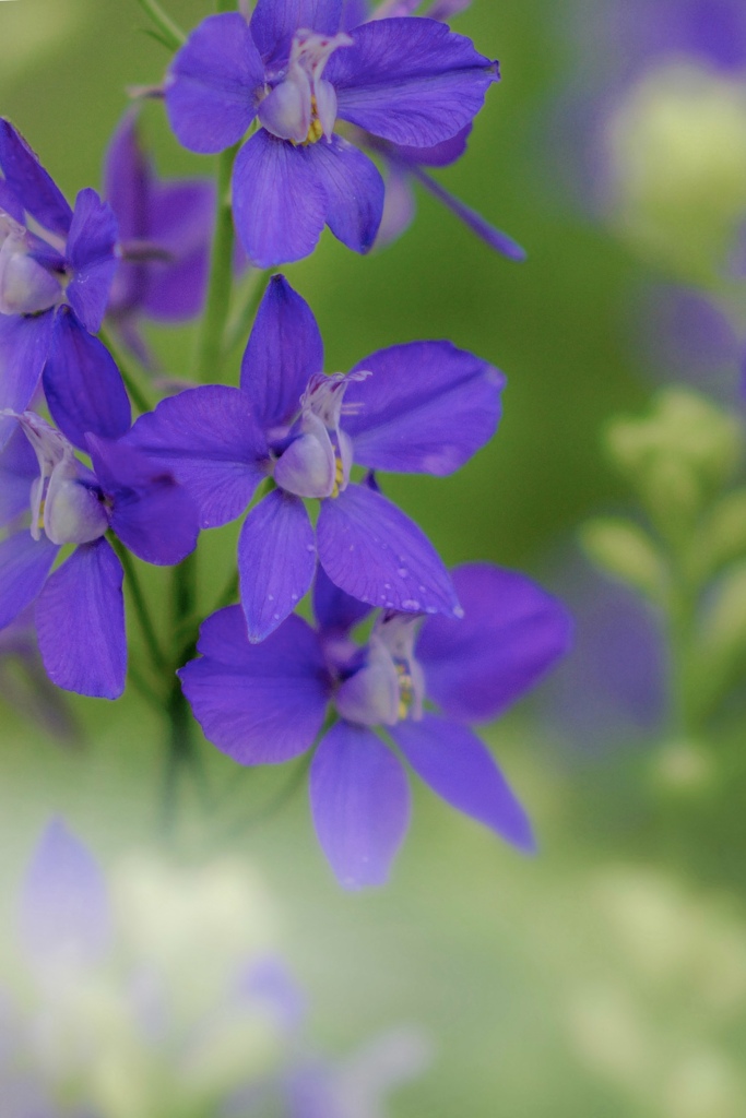 ちどり草