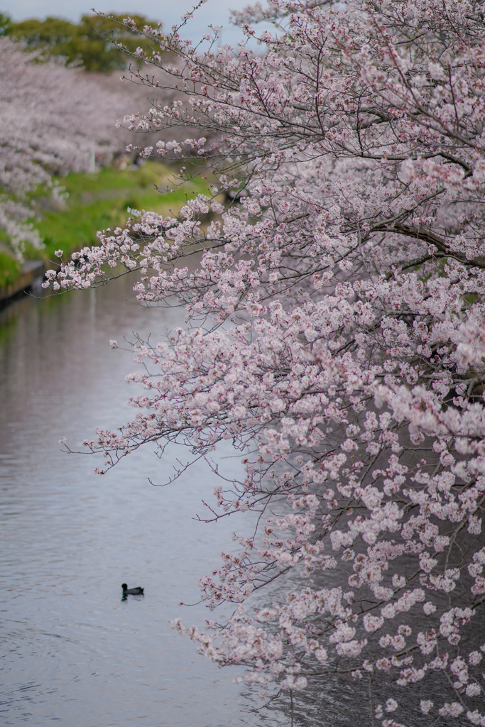 桜だより