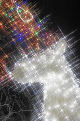 キラキラの白馬に乗って(^。^)