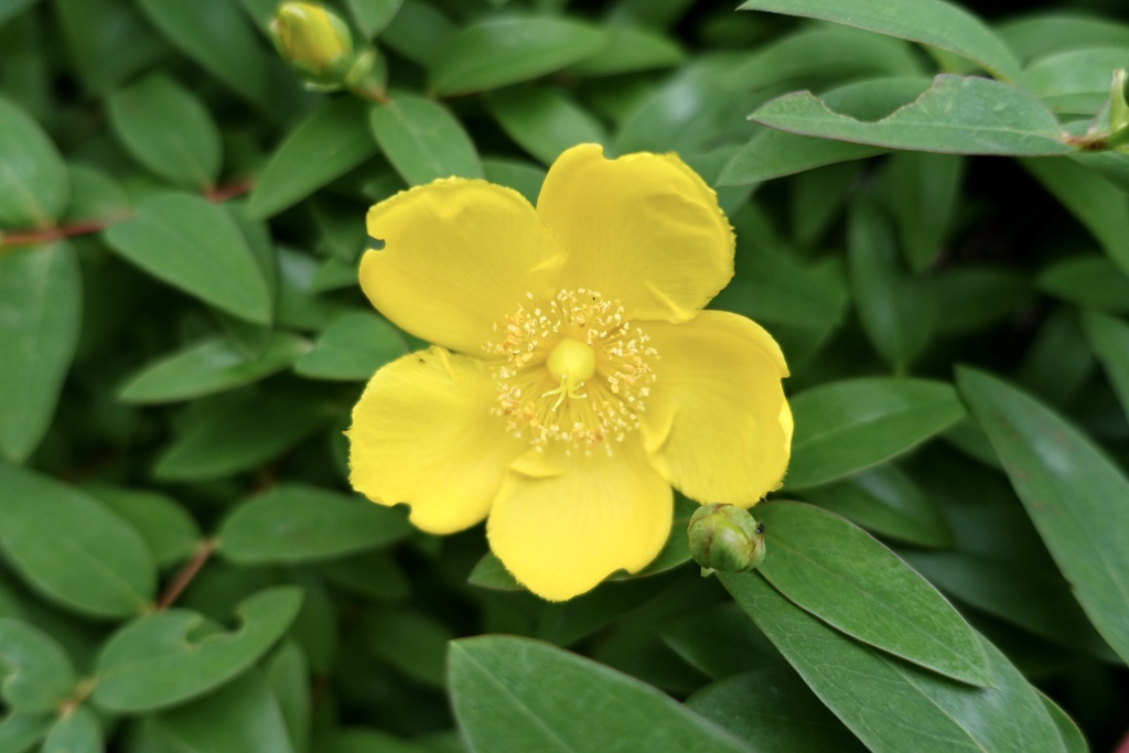 赤　青　黄色の黄色d(^_^o)