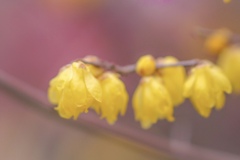 天神さまのろうばい。