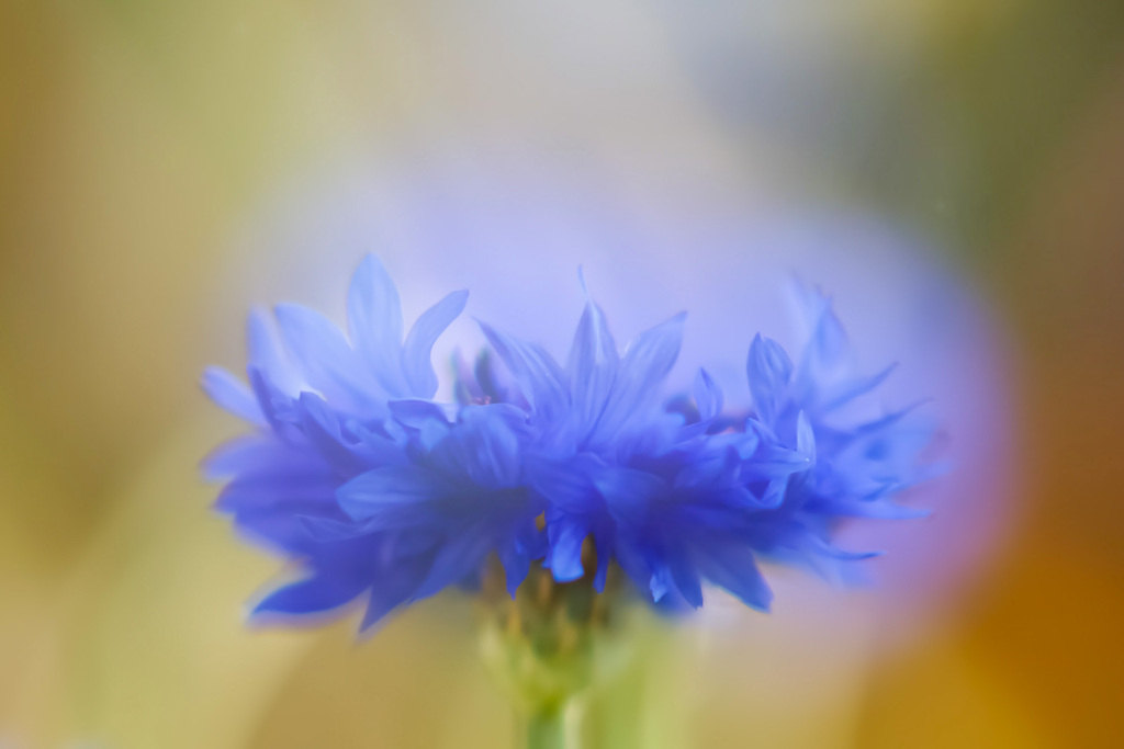 さよなら大好きな花♫