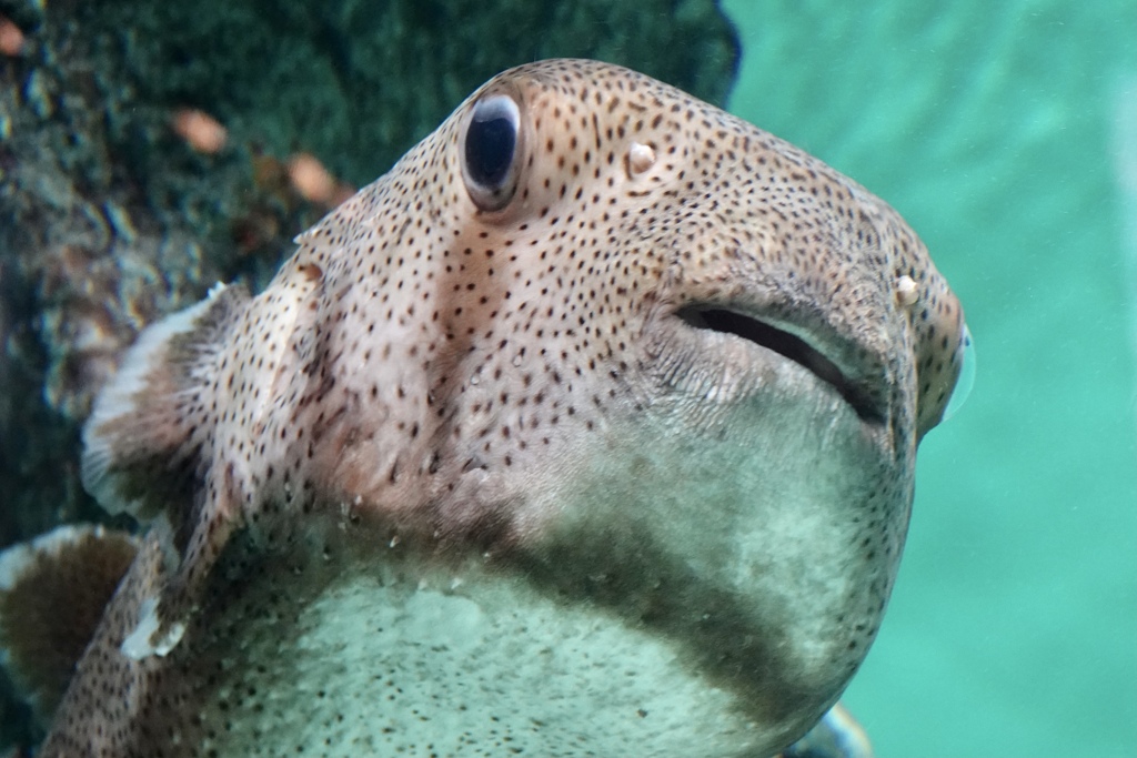 ぼくも、撮ってくれ！