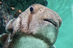 ぼくも、撮ってくれ！