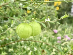 季節
