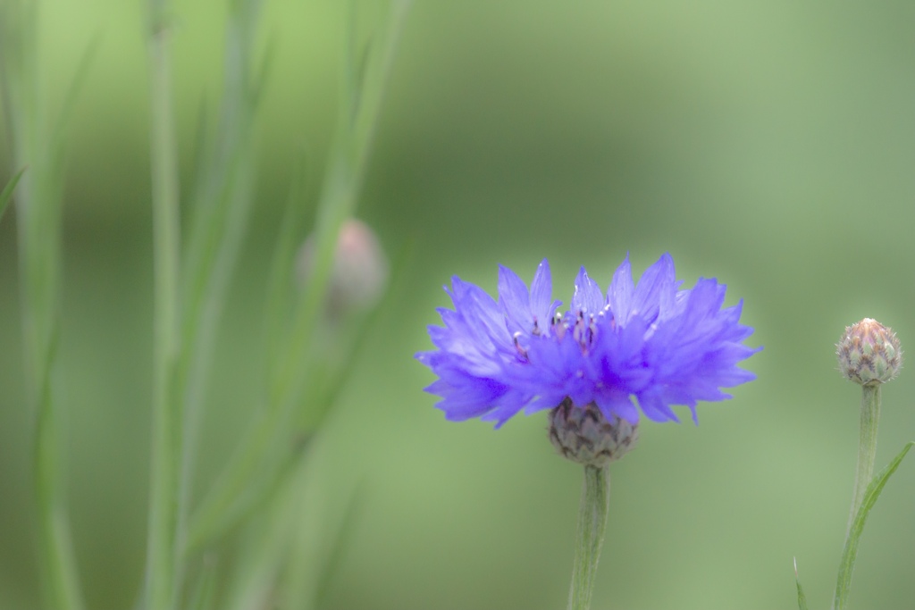 朝ですよ（╹◡╹）