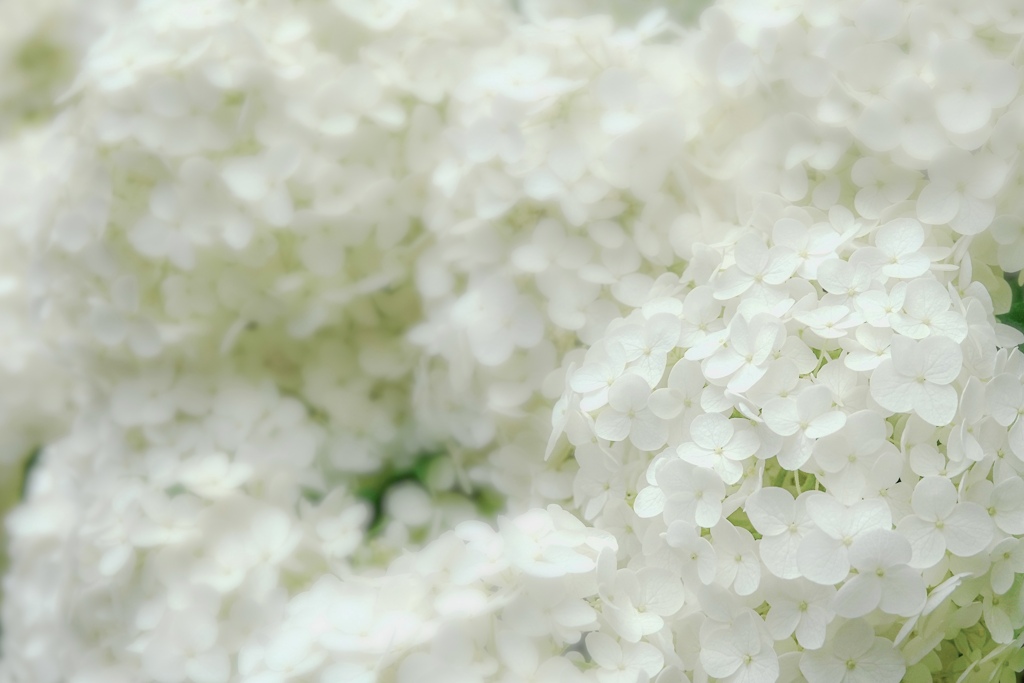 白いあじさい、あげるね。