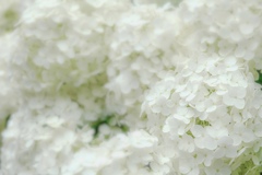 白いあじさい、あげるね。