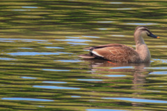 キラキラのおさんぽ☆彡