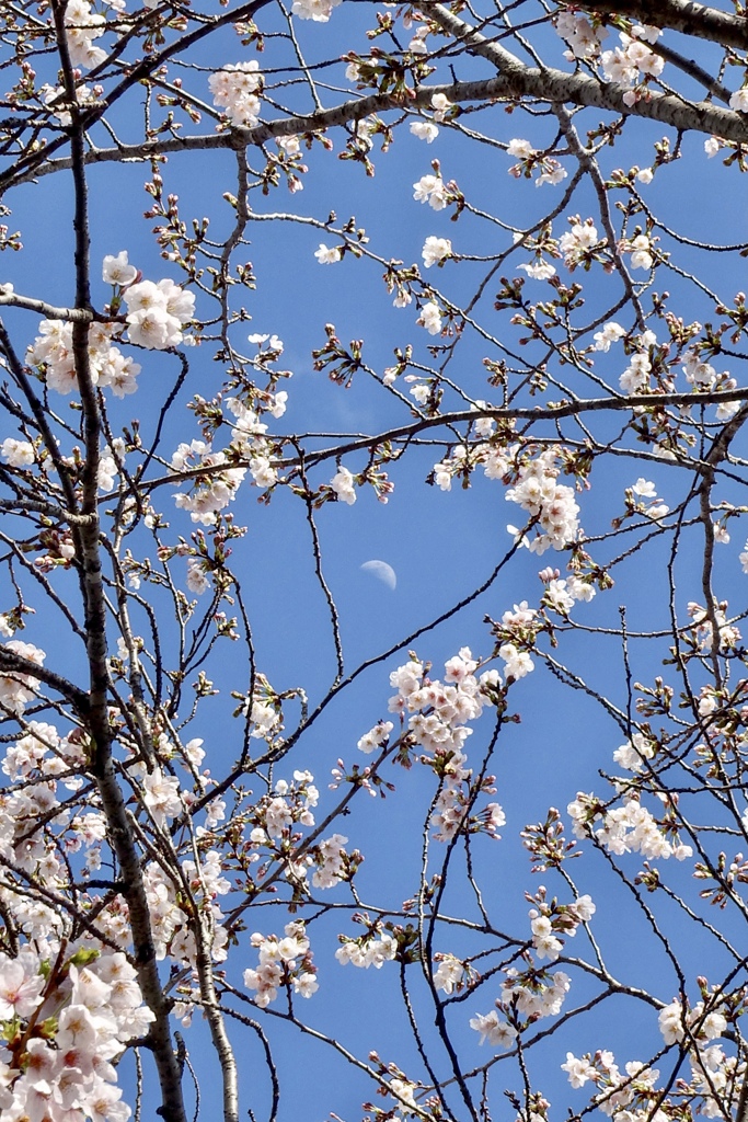桜空とお月さま