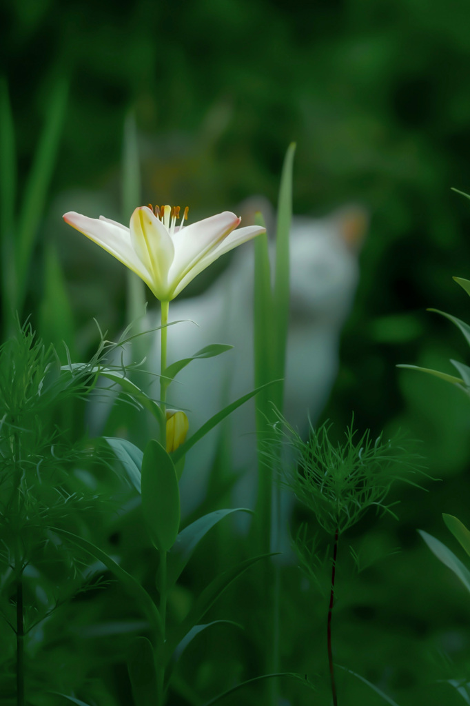 花とネコ