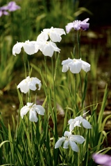 しょうぶがきれいだった( ◠‿◠ )