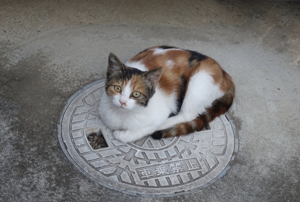 野良のキャリコ