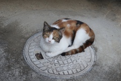 野良のキャリコ